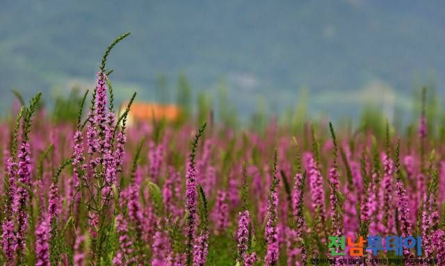 구례군청 / 사진제공