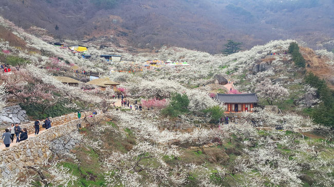 2019년 3월, 제21회 광양매화축제를 찾은 상춘객들이 꽃의 향연을 즐기고 있다.