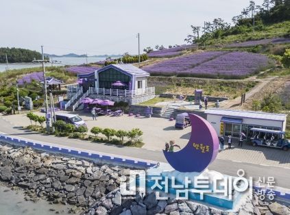신안군, 퍼플섬에서 '버들마편초 꽃축제' 열려