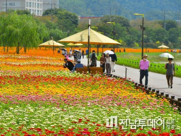 지금 장성 황룡강은… 가을꽃 설렘주의보!