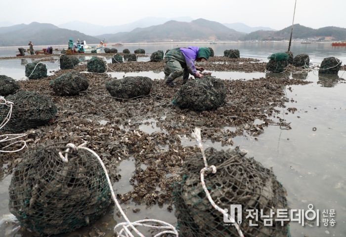 장흥군 남포마을, 갯벌에 핀 꽃 ‘석화’