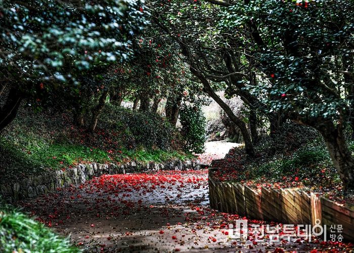 3~4월에 절정을 이루는 옥룡사 동백나무숲