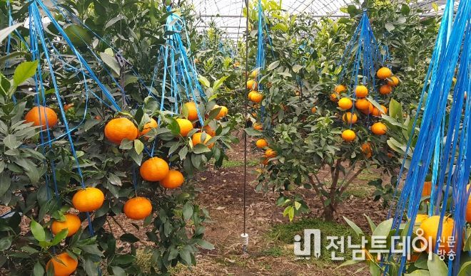 완도군 약산면에서 재배되고 있는 레드향