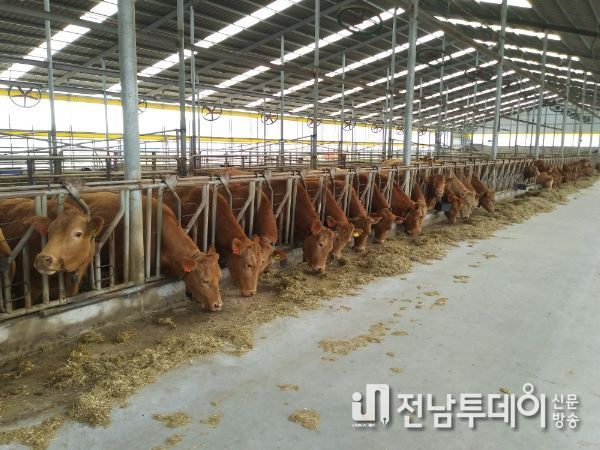 보성군, 인공지능으로 체계적 한우 질병 관리