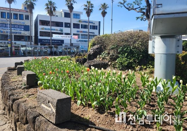 중앙로터리 교통섬 튤립 식재