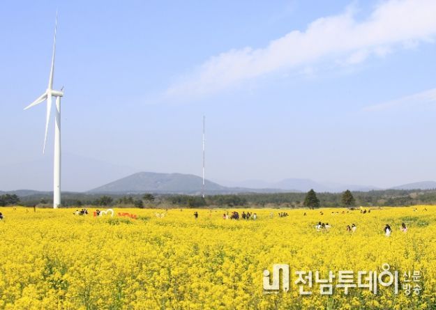 서귀포 유채꽃