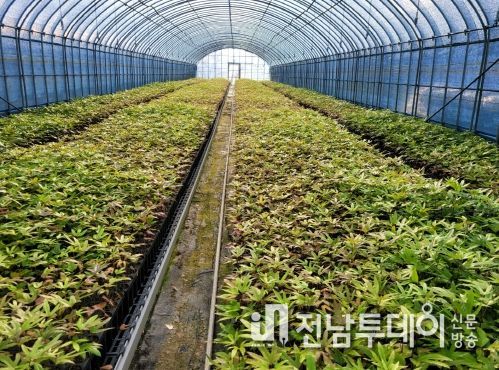 “해남황칠나무”지리적 표시 등록된다