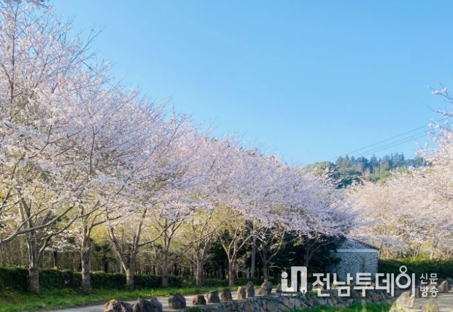 서홍동 웃물교 벚꽃구경