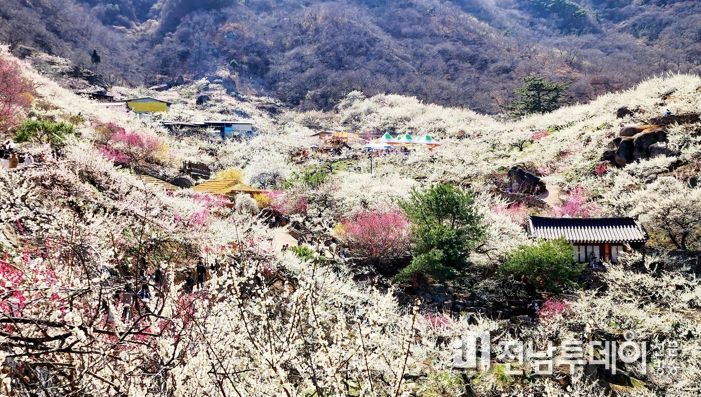 제22회 광양매화축제, 황금매화 행운의 주인공은?