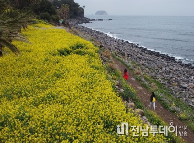제25회 서귀포 유채꽃 국제걷기대회