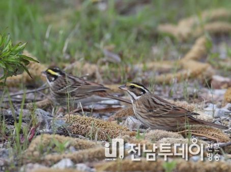 신안 흑산도 철새 먹이 공급사업(조·수수·봄동배추 재배) 효과 톡톡