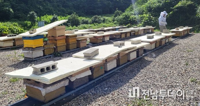함평군, “꿀벌 질병 예방” 양봉농가에 방역 약품 공급