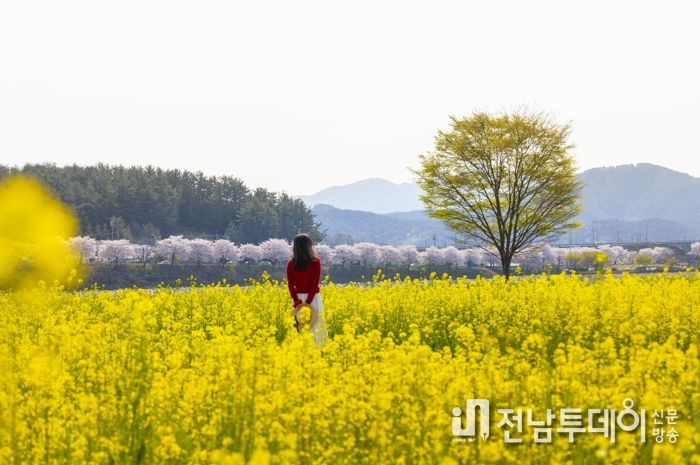 섬진강변 진월 오사리 유채꽃밭