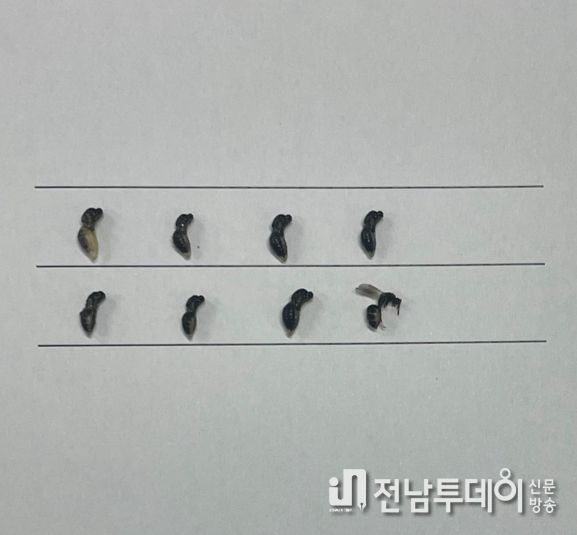 광양시, 매실 복숭아씨살이좀벌 적기 방제 당부