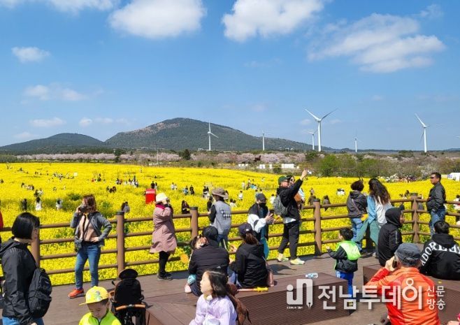 2023 서귀포유채꽃축제