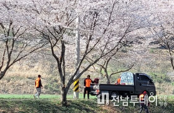 장흥 용산면, ‘남상천 아름다운 벚꽃길 만들기’ 환경정화