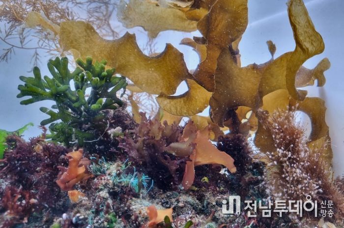 해양수산과학관 특별전시- 열대산호·남해안 해조류