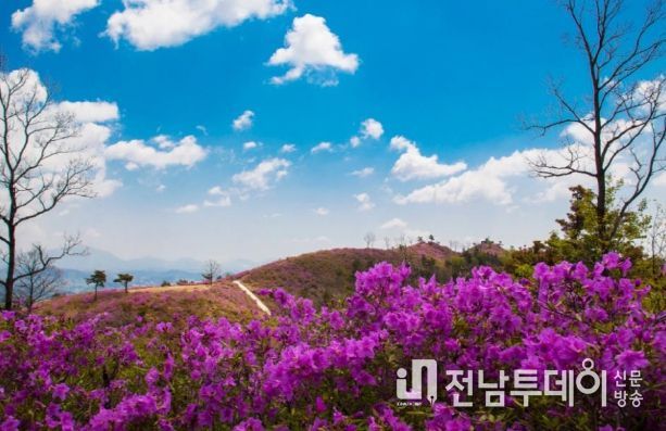 광양시, 철쭉이 만개한 백운산 국사봉으로 봄꽃 여행 오세요!
