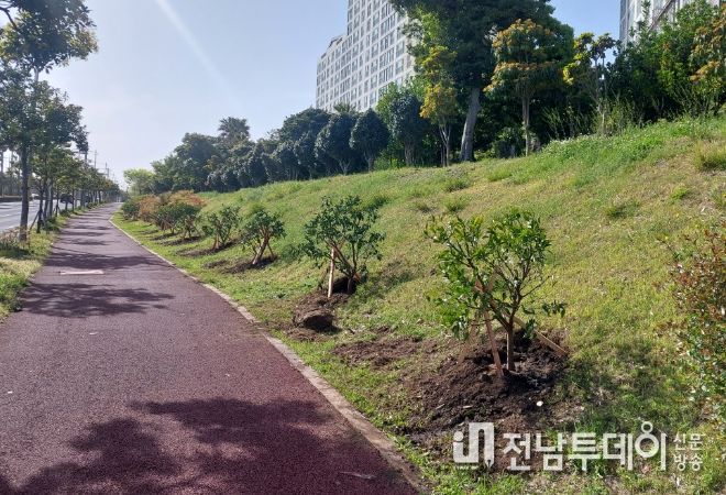 서귀포시 일주동로 하귤 식재공사 추진