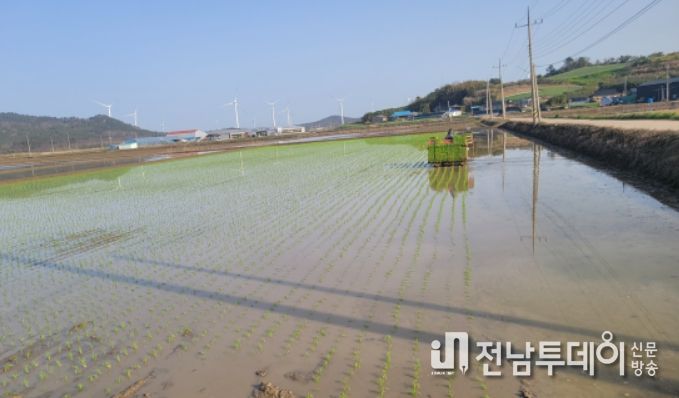 신안군 자은면 첫 모내기 17일 장고리에서 시작