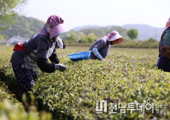 국내 최대 차 주산지 보성군, 햇차 나왔어요~