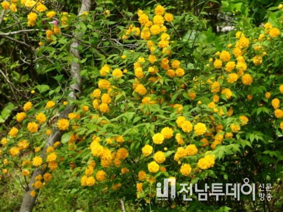 인플루언서 마케팅으로 제주수출 활로 뚫는다