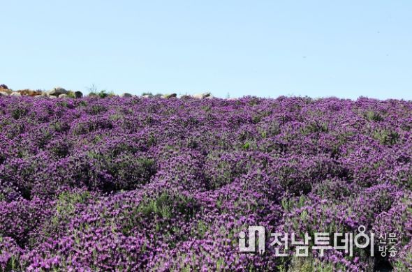 안좌 박지도 라벤더