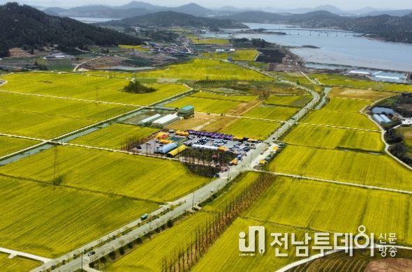 신안군 팔금 섬 유채꽃 축제 성황리 마무리, 3만 3천여 명 다녀가