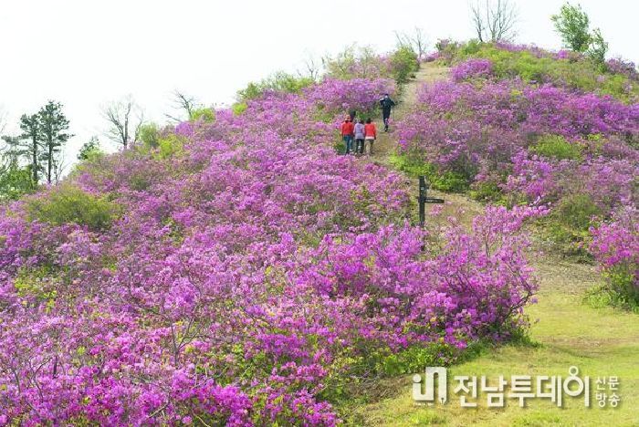 광양시, 주말엔 국사봉철쭉축제+옥곡오일장 구경가요