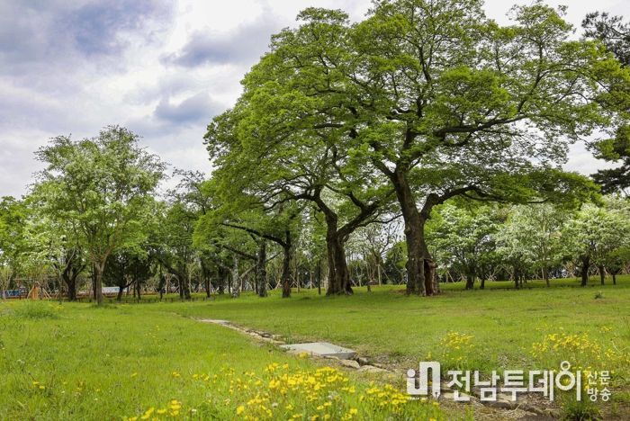 아름다운 수형을 뽐내며 줄지어 선 유당공원 이팝나무