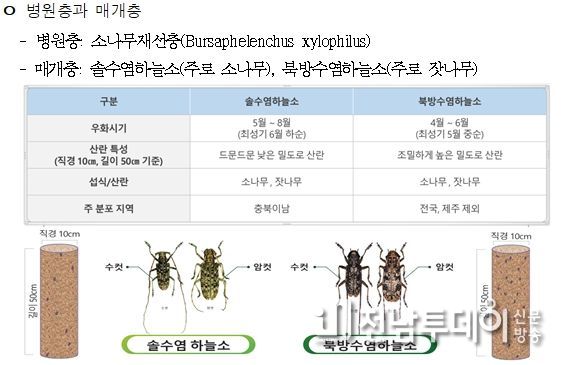 소나무재선충병