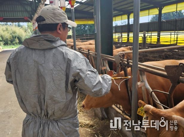 구제역 접종