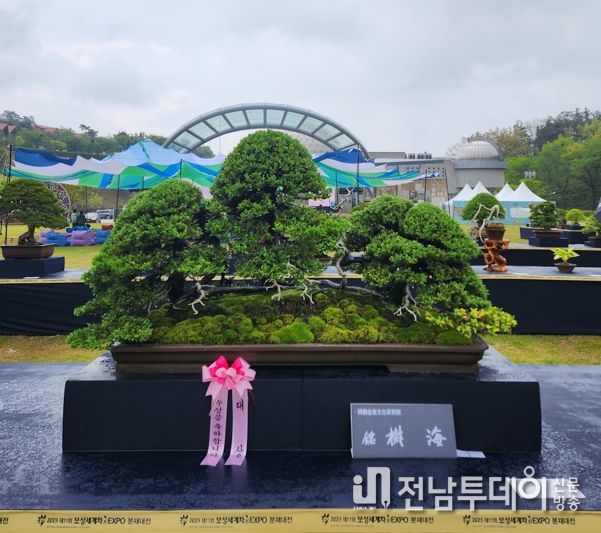 대상을 수상한 섬향나무문치호 씨(작품명 수해(樹海))작품