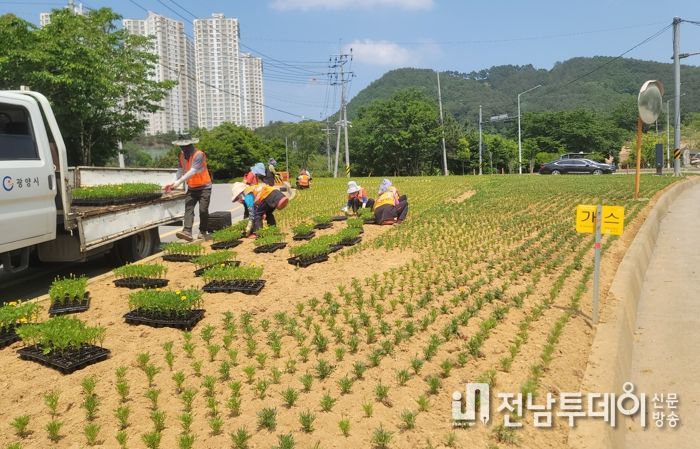 광양시, 여름꽃 식재로 아름다운 도시환경 조성