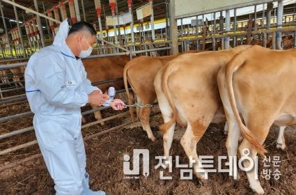 나주시, 구제역 유입 차단 총력 … 소·돼지·염소 농가 백신접종