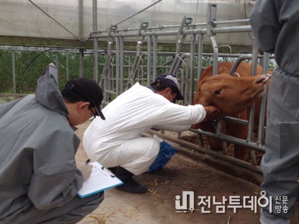 제주도, 구제역 유입 차단 위해 긴급방역 총력
