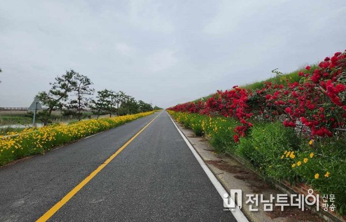득량면 예당 중수문 제방 둑길에 활짝 핀 장미꽃