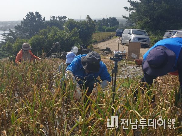 제주도 농축산식품국, 마늘수확 일손돕기 실시