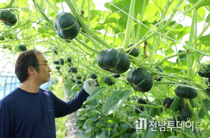 해남군 공중재배‘미니 밤호박’본격 출하