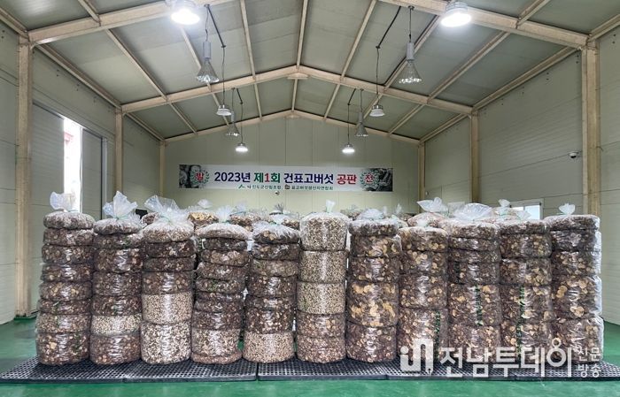 진도군, 건표고버섯 공판 실시