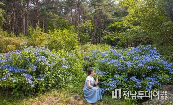 구례수목원, 6월의 꽃 수국 맞이 한창