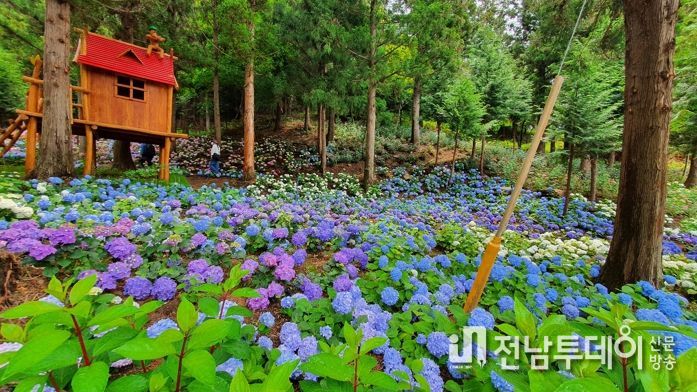 보성군, 소통의 숲 윤제림 수국밭