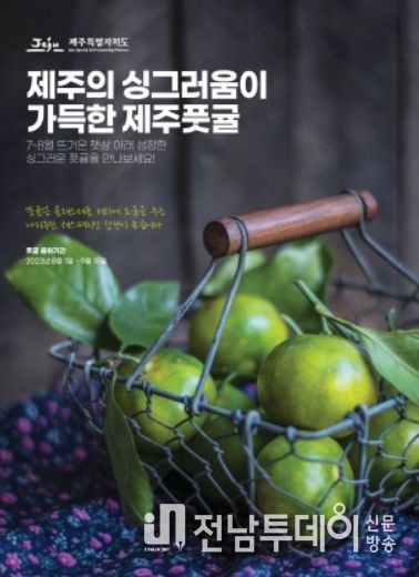 『제주 풋귤』 신 소득으로 큰 기대