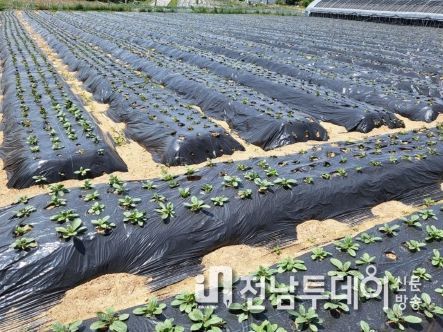 장성군, 신소득 약용작물 ‘지황’ 재배단지 육성