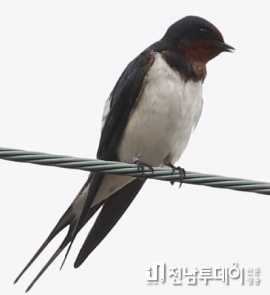 귀소한 제비(4월, 화북동, 오른쪽 발에 가락지 착용)