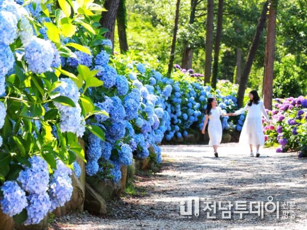 “싱그런 수국정원으로 오세요”해남군 포레스트수목원 수국축제