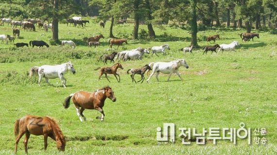 축산진흥원, 찾아가는 제주마 혈통등록 서비스 운영