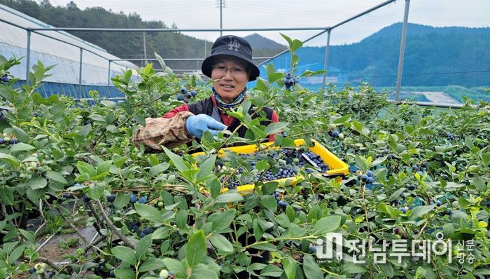 장흥군, 노지재배 블루베리 수확 ‘한창’