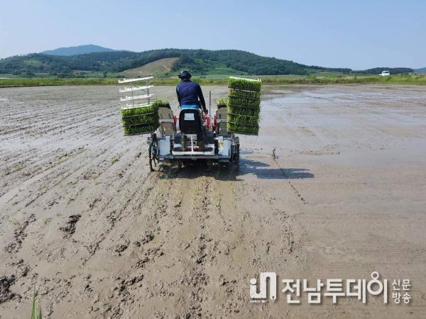 해남군, 간척지 율무 재배로 벼 대체작목 육성