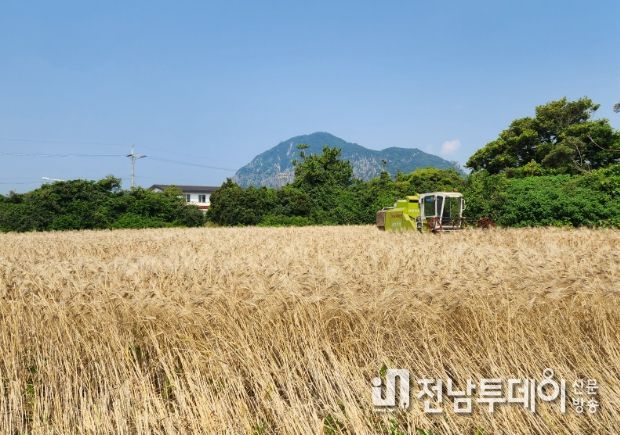 ‘호라산 밀’ 첫 수확